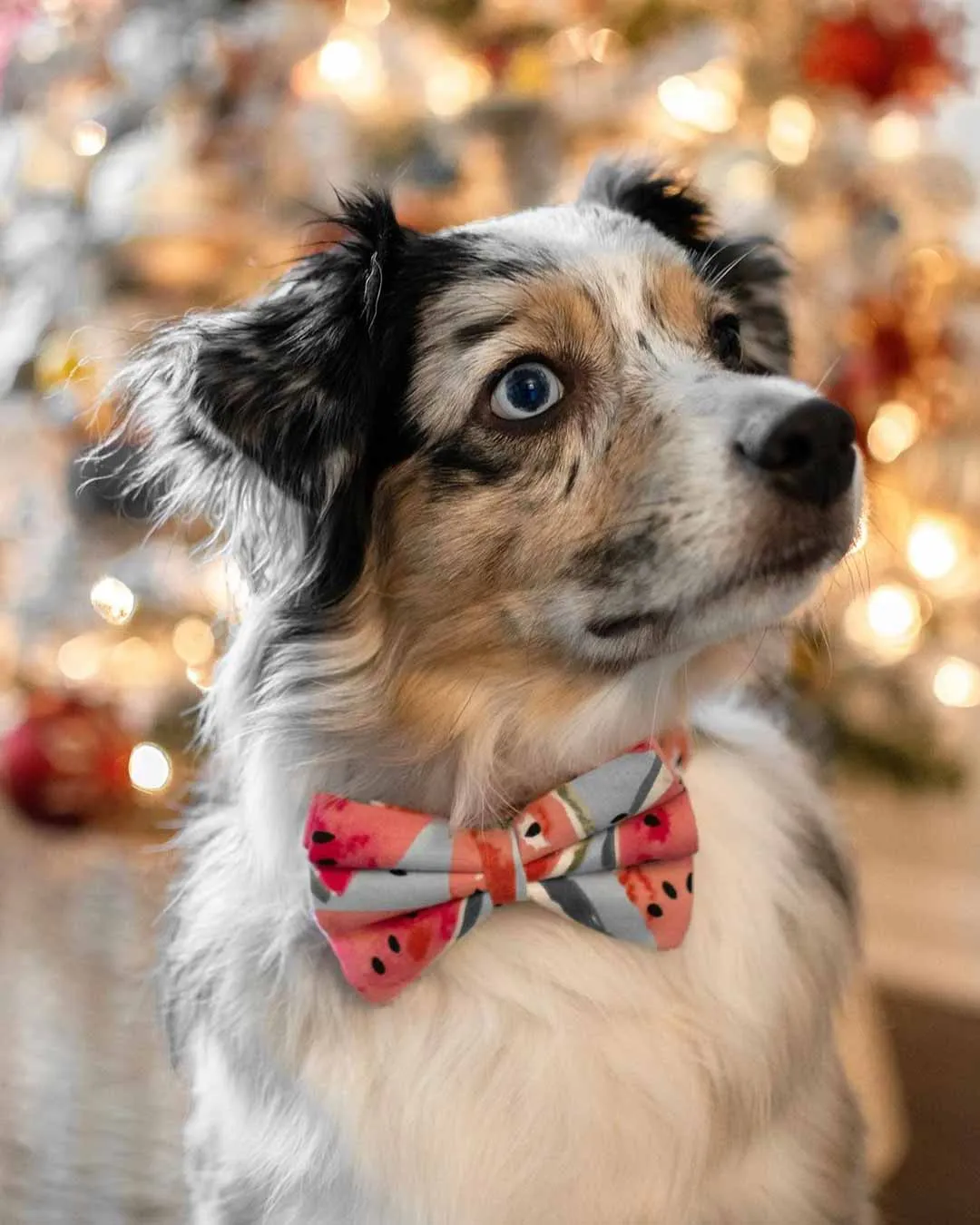 Dog Bow Tie