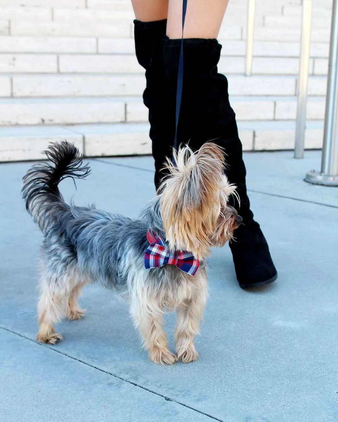 Dog Bow Tie