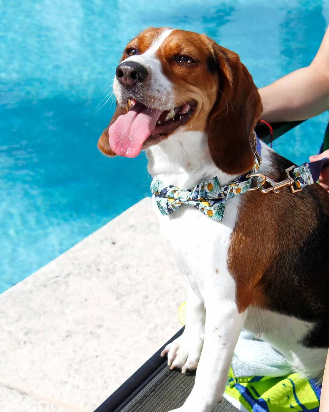 Dog Bow Tie