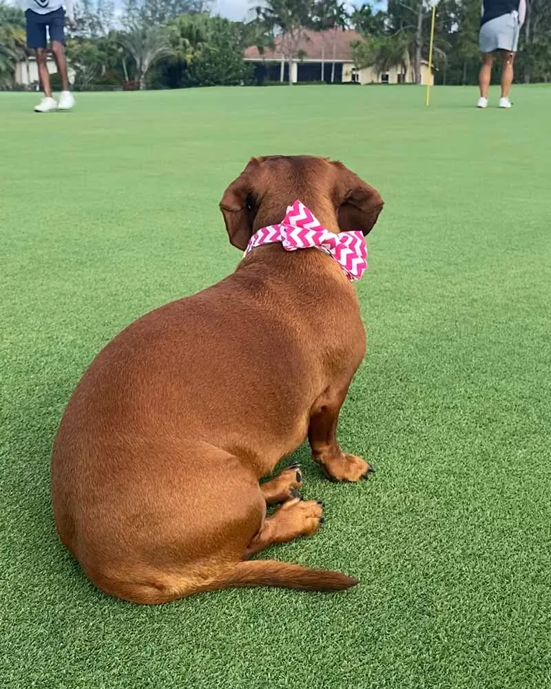 Dog Bow Tie